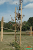 Baum- u. Zaunpfahl grün 6x175cm 
